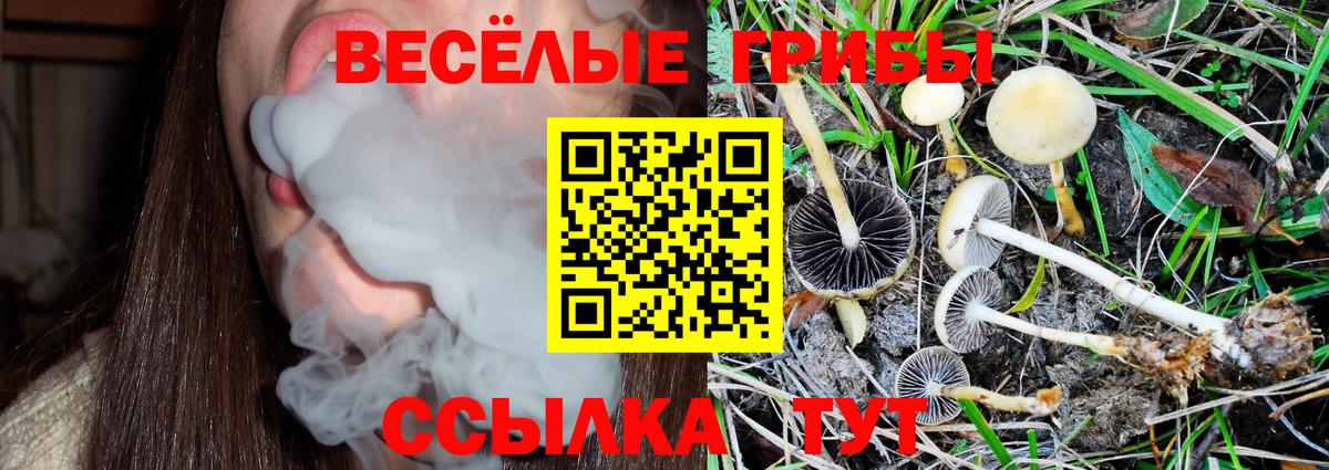 Псилоцибиновые грибы GOLDEN TEACHER  Галлюциногенные грибы MAGIC MUSHROOMS  Гатчина  Вход с VPN 